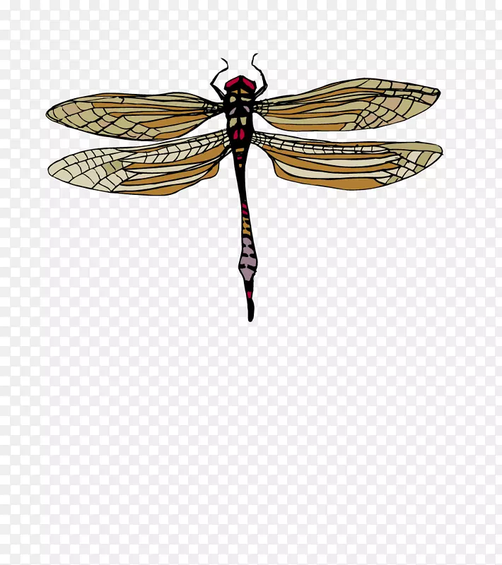 三维计算机图形学蝴蝶昆虫卡通蜻蜓