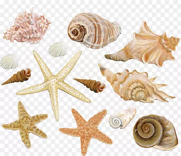 贝壳蛤螺软体动物贝壳海星海螺装饰材料