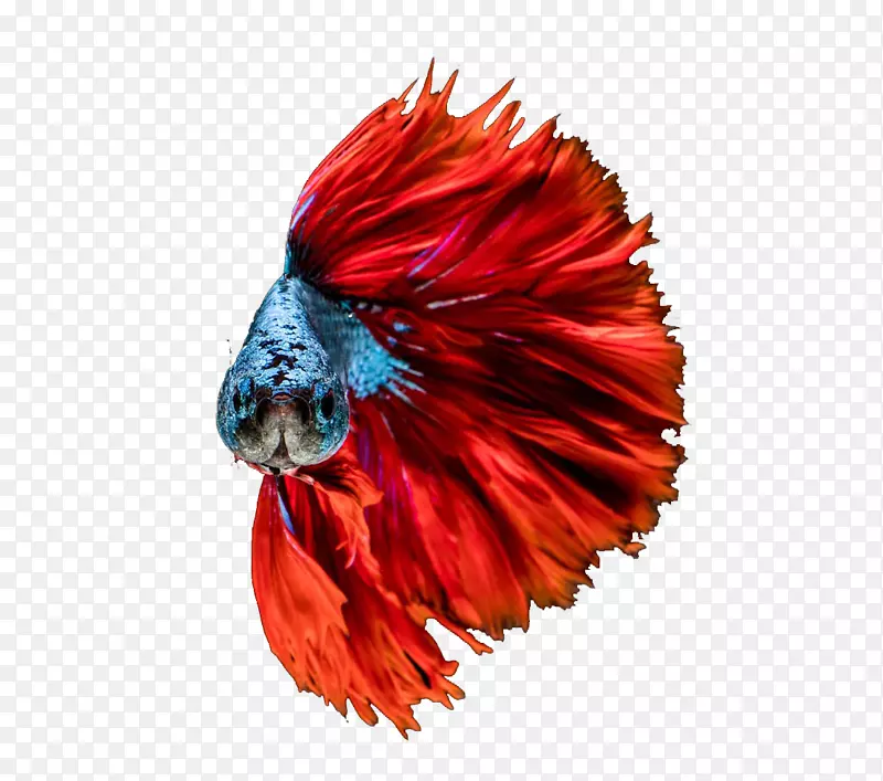 金鱼红水族馆红鱼