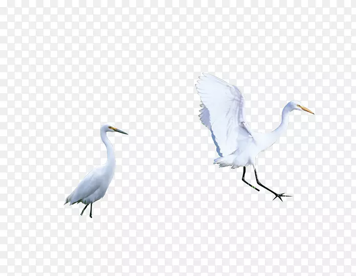 哑巴天鹅鸟图标-白色鹤