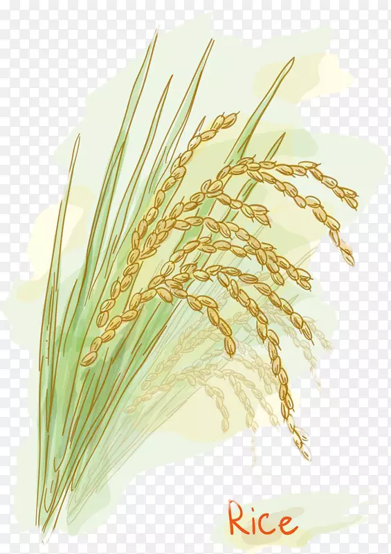 水稻砧木摄影水彩画剪贴画-水稻种子图
