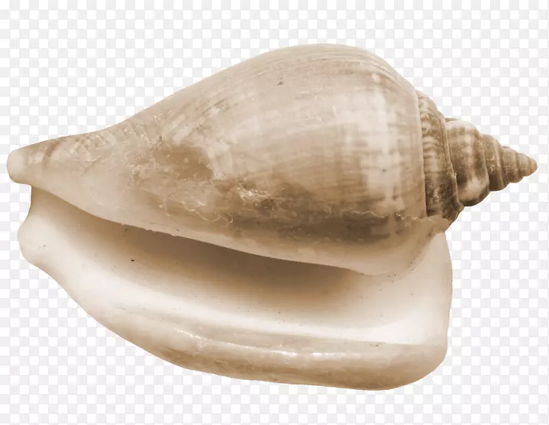 海螺-金海螺