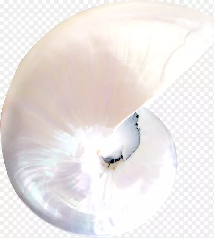 白海螺