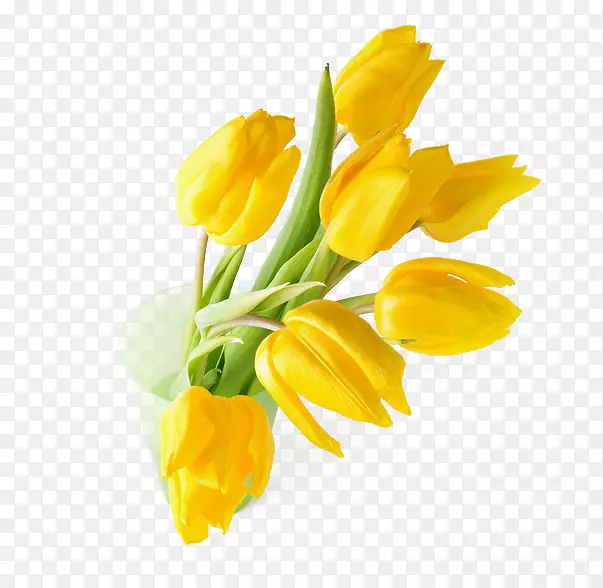 英迪拉甘地纪念郁金香花园郁金香花黄色壁纸黄色郁金香插花