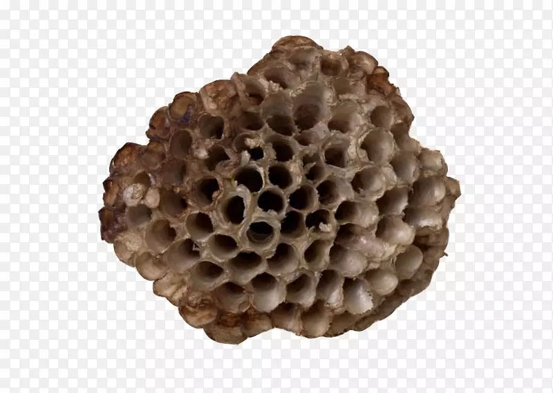 蜂巢-空黄蜂巢
