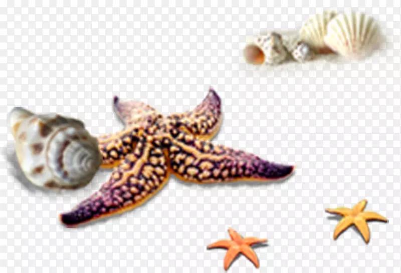 海星计算机文件海星海螺热带海滩元素