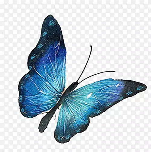 蝴蝶--蓝色蝴蝶