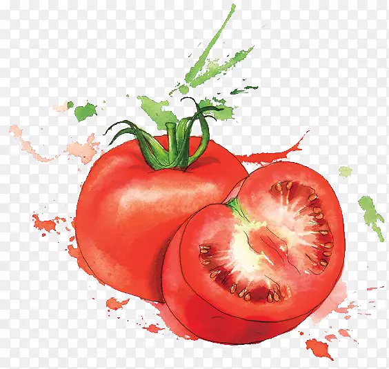 水彩画食品艺术插图.番茄