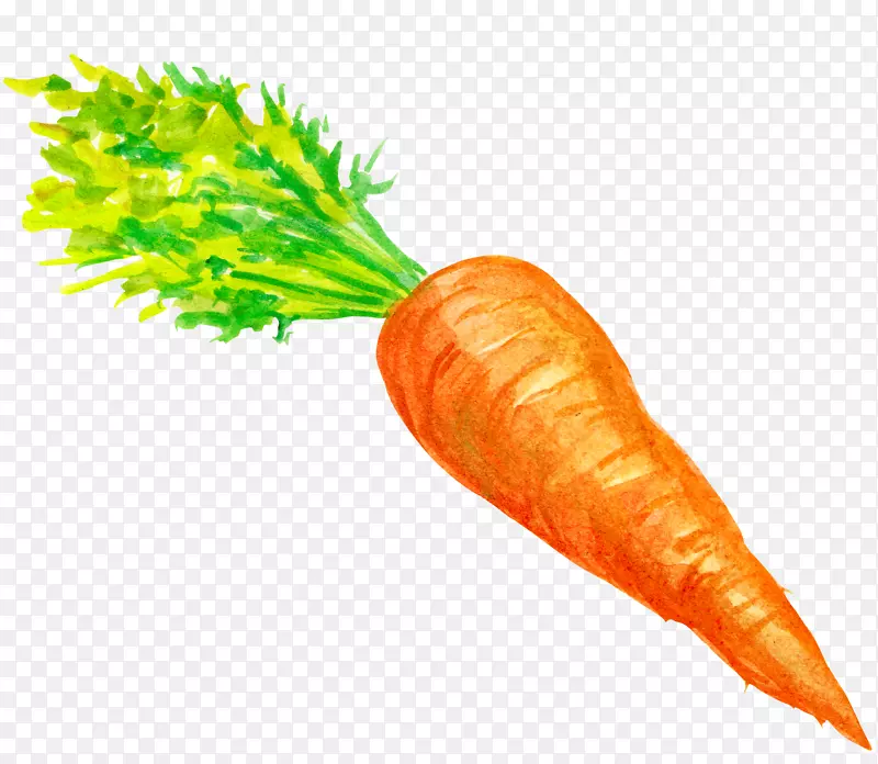 小胡萝卜蔬菜-胡萝卜装饰