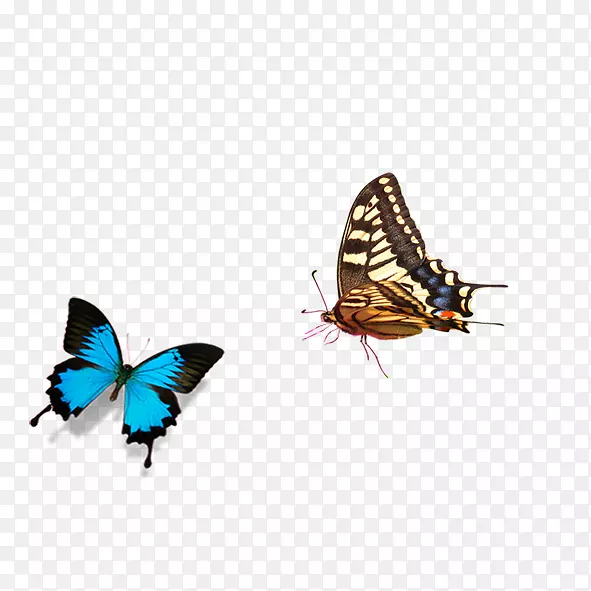 帝王蝴蝶粉红色-蓝色蝴蝶