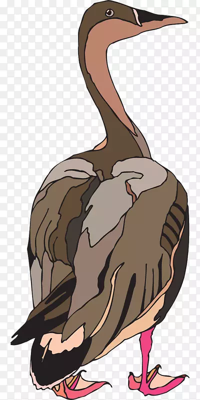 鸭鸟鹈鹕鹅棕色鸭