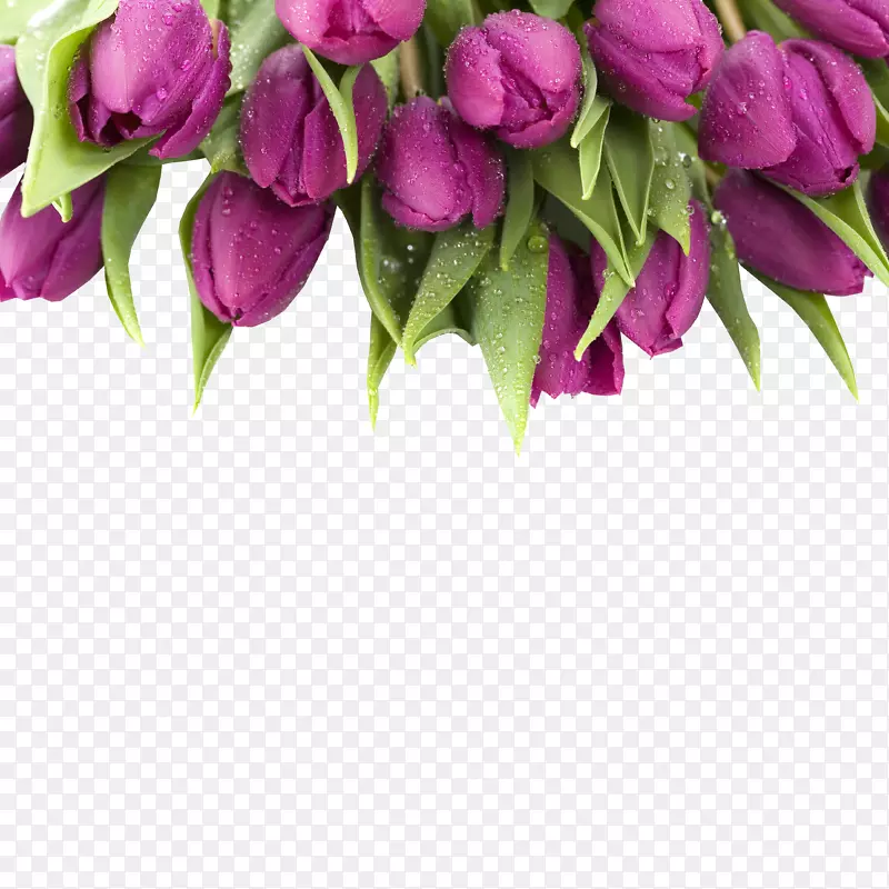郁金香紫花瓶摄影墙纸-多郁金香