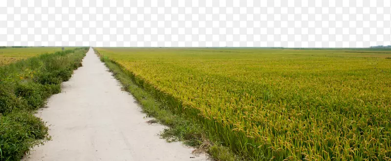 稻田稻作物-稻田