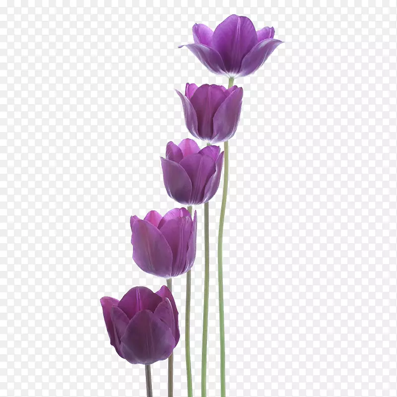 郁金香紫色新年-紫郁金香