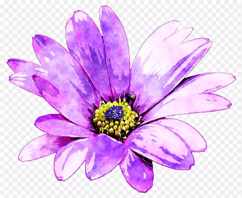 紫花水彩画-紫雏菊
