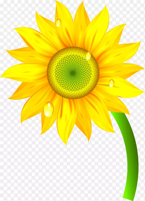 自然剪贴画-向日葵