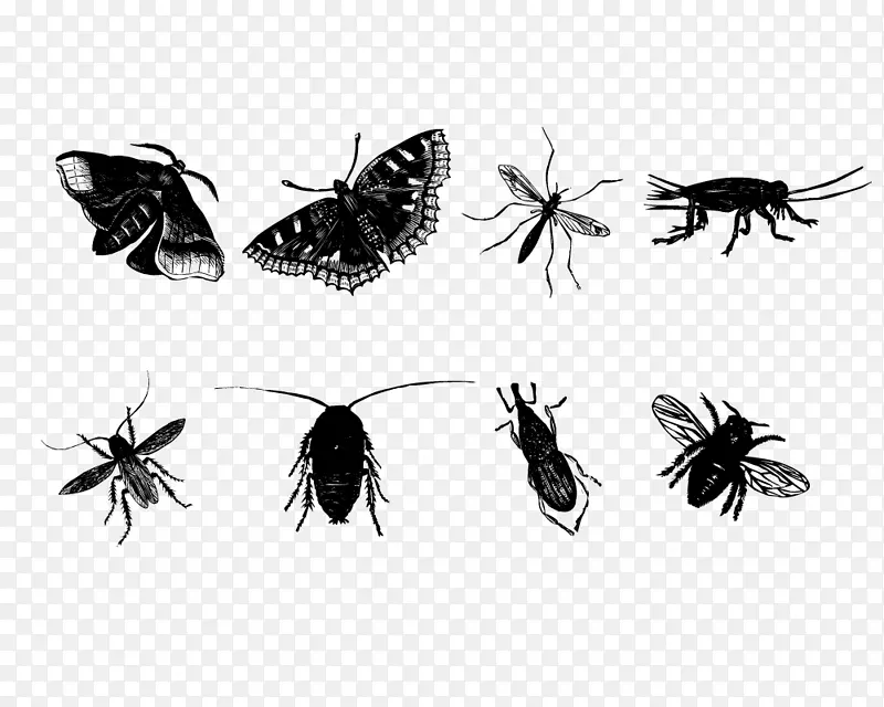 昆虫蝴蝶蚊子蜂-昆虫素描