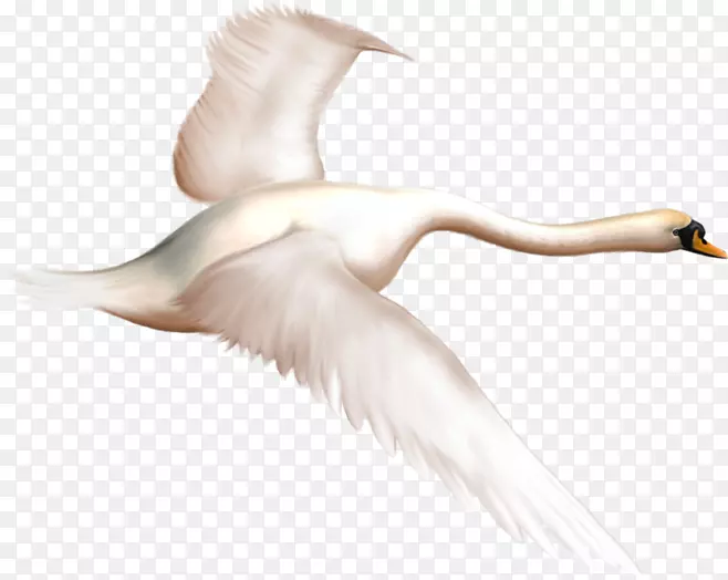 仙尼尼鸟，神奇的天鹅，剪贴画-完美的天鹅