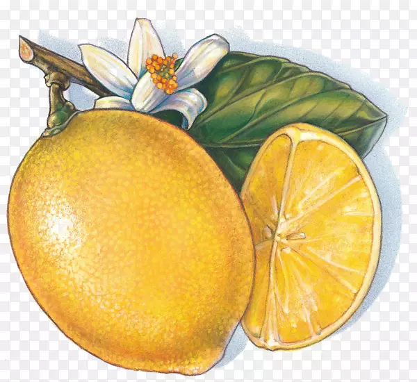 芒果水果剪贴画-金芒果