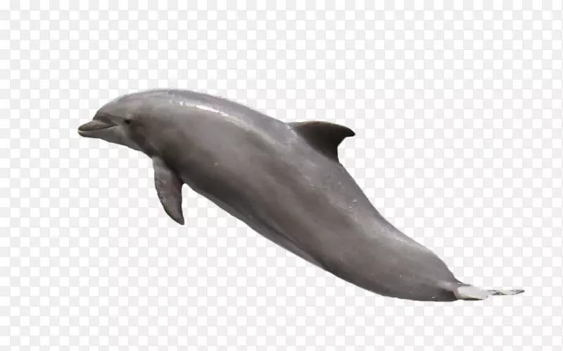 普通宽吻海豚图库溪海豚