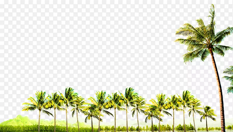 椰子树-椰子林装饰边界