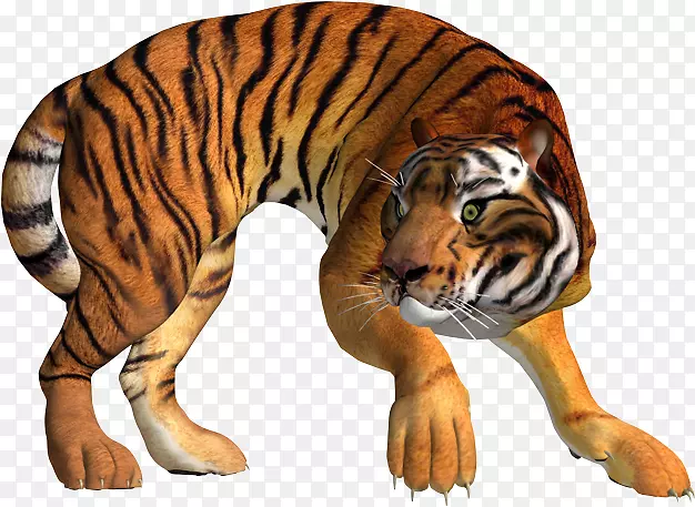 虎狮豹猫