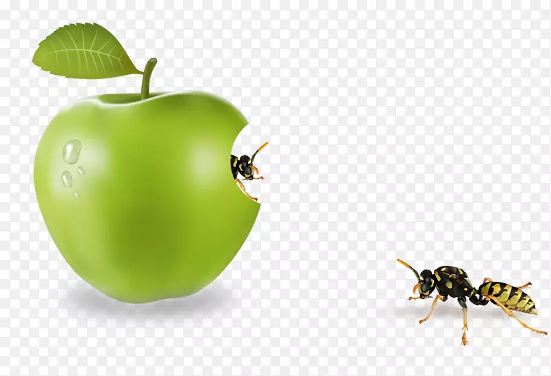 苹果-昆虫