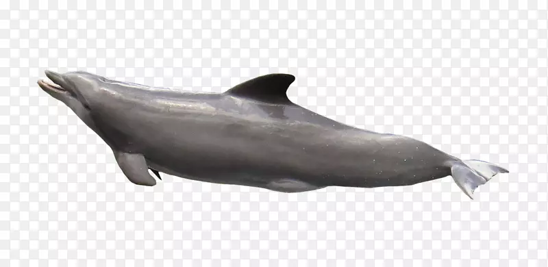 图库西粗齿海豚白嘴海豚