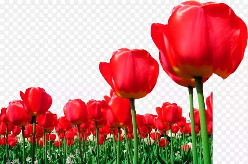 郁金香花