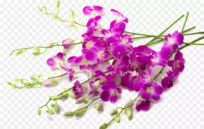兰花壁纸-美丽的丁香植物