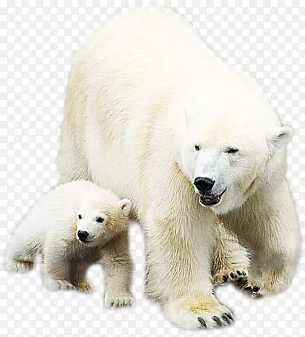 北极熊-白色动物北极熊
