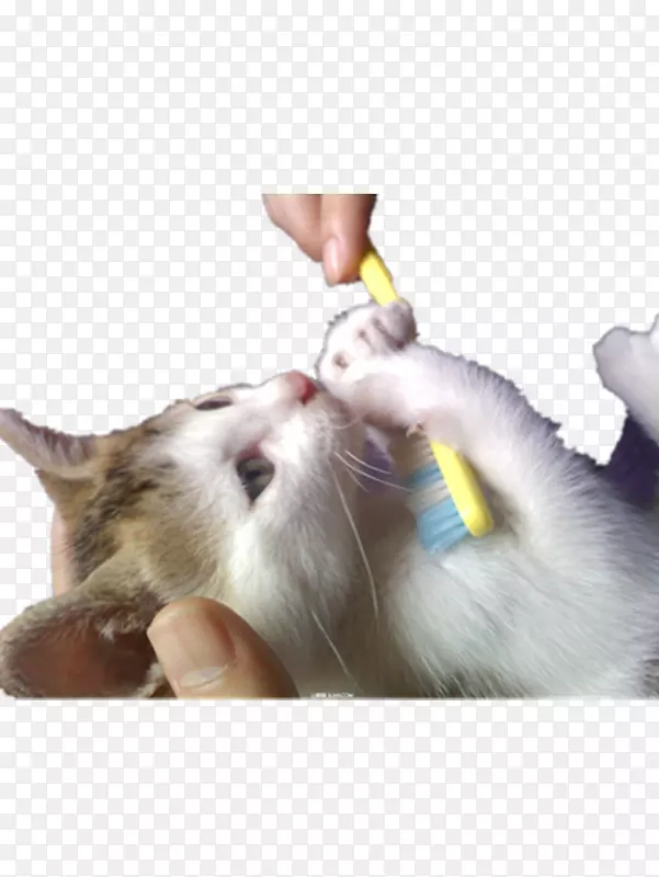猫牙刷猫拿着牙刷