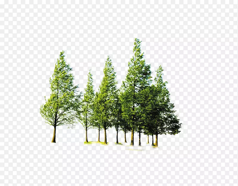森林计算机文件-森林树