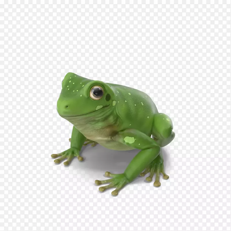 真正的青蛙绿色树蛙-澳大利亚绿色树蛙