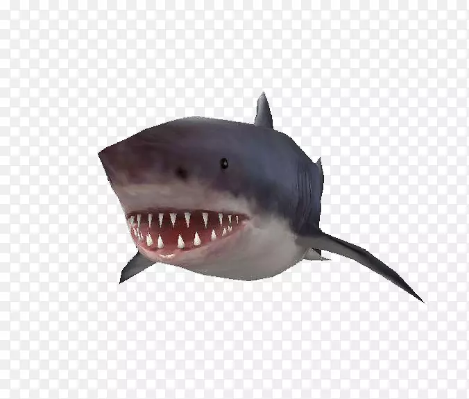 虎鲨-可爱的大鲨鱼