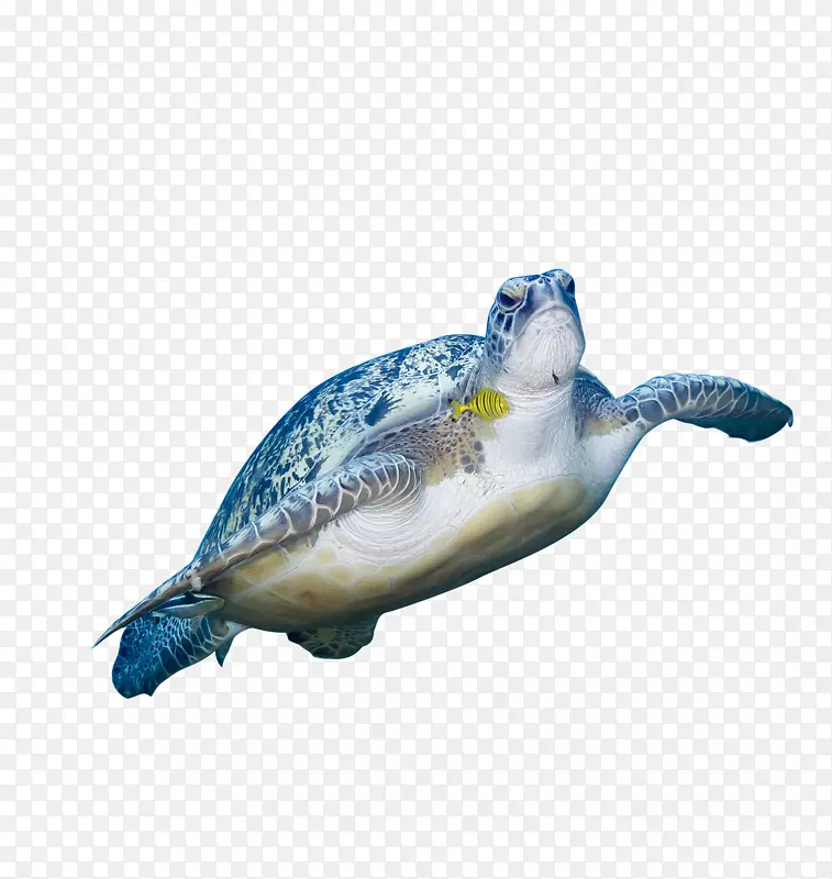 绿海龟-HD海龟