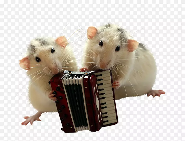鼠可爱-小老鼠拉手风琴