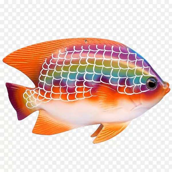 热带鱼观赏鱼-彩虹鱼