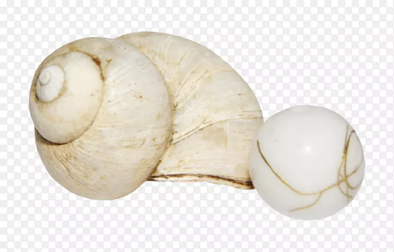 珍珠海螺珍珠