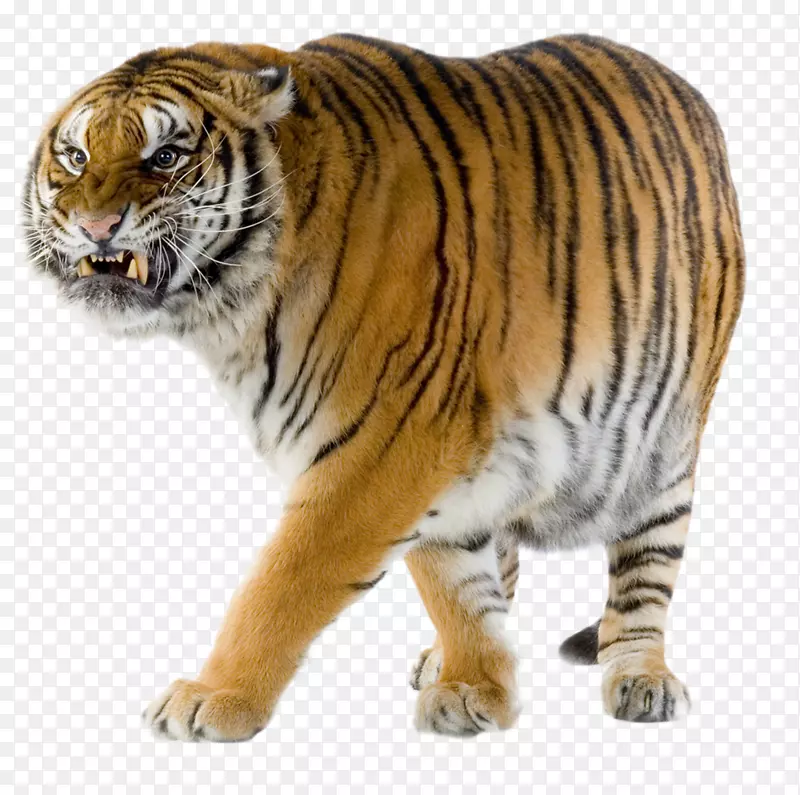 西伯利亚虎，猫科，孟加拉虎，猎豹，野生动物-老虎