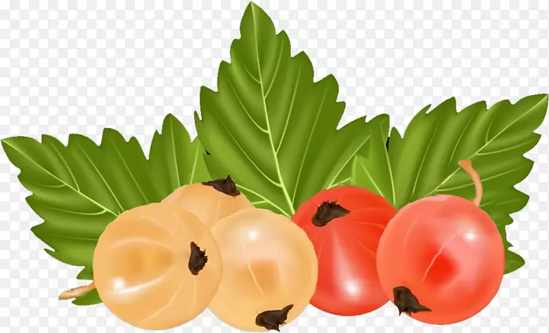 浆果红加仑，载体食品-樱桃