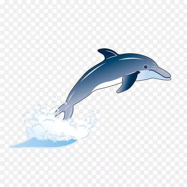 一批普通宽吻海豚短喙普通海豚图库溪粗齿海豚