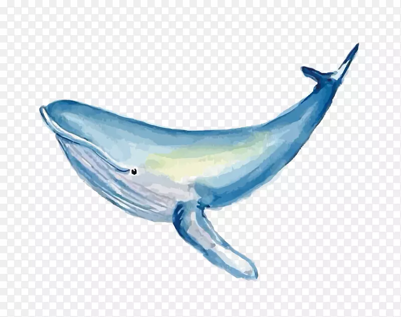 普通宽吻海豚水彩画鲸鱼水彩鲸