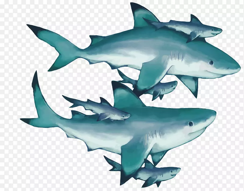 虎鲨鳞状体大白鲨蓝斑鲨鲨