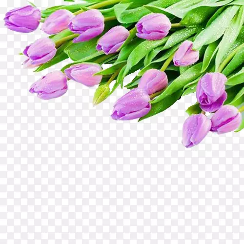 郁金香白色紫罗兰花束墙纸紫色郁金香