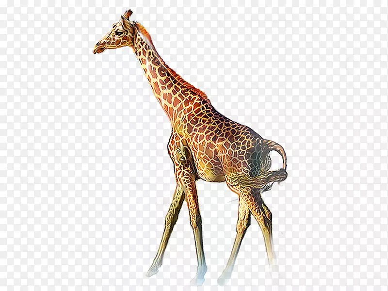 北方长颈鹿动物剪贴画长颈鹿