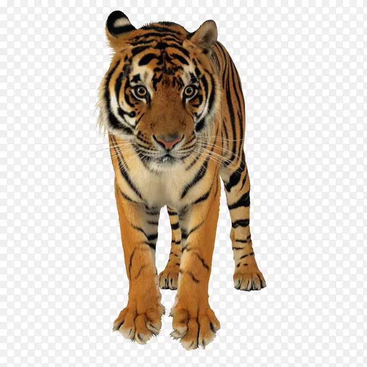 孟加拉国狮子孟加拉虎拯救老虎猫虎