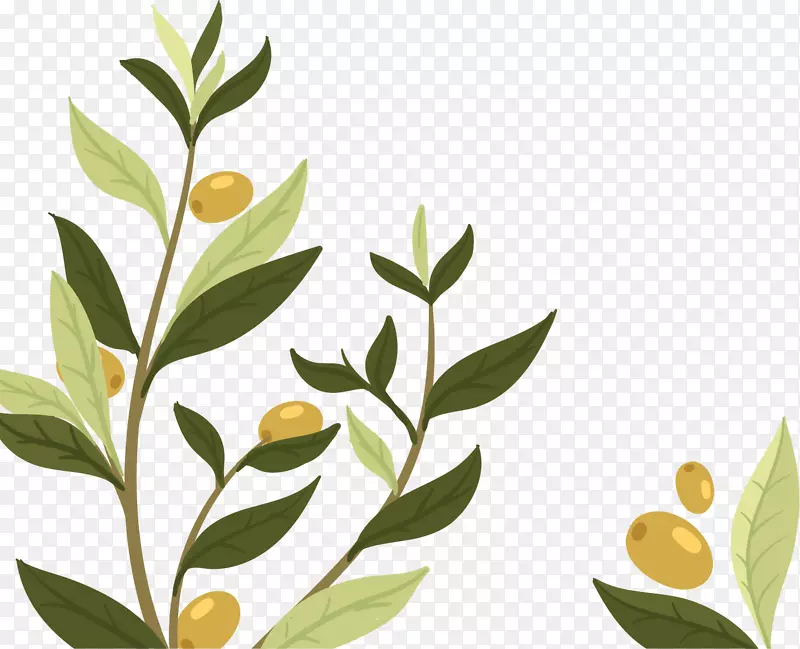 婚礼邀请橄榄叶橄榄枝-天然植物橄榄