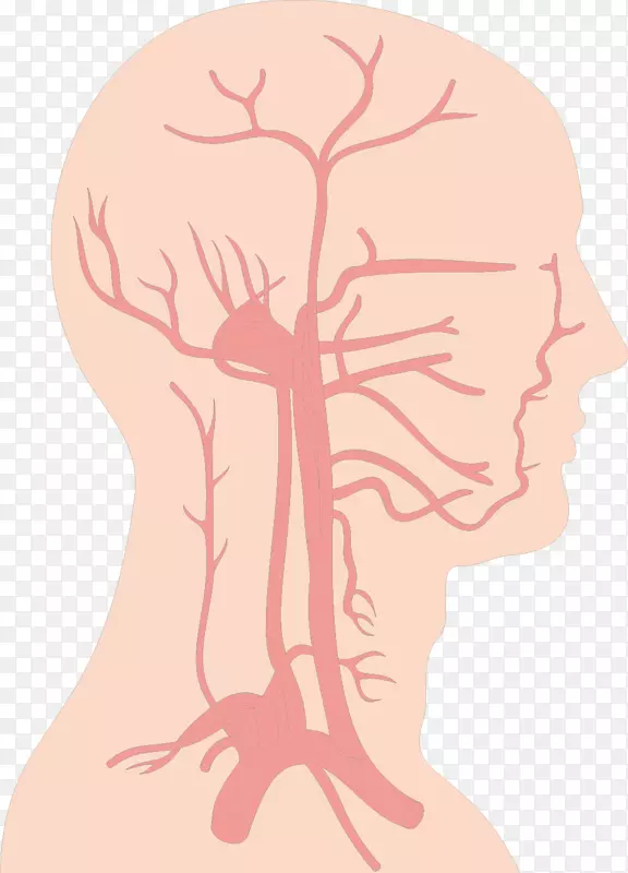 血管脑循环系统.脑结构