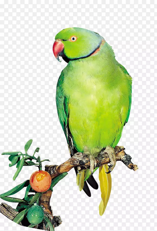 亚马逊鹦鹉真正的鹦鹉-鹦鹉